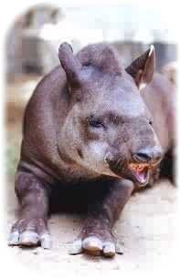 tapir_1.jpg