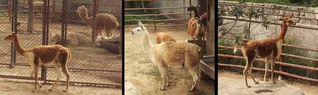 vicuñas y alpaca.jpg