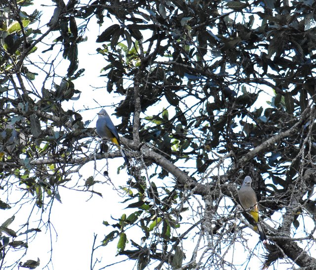 Gray Silky-flycatcher_4053.JPG