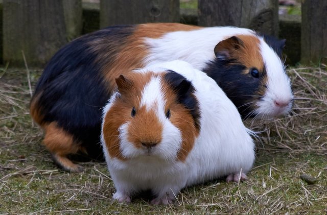 guinea-pig-2394883_1920.jpg