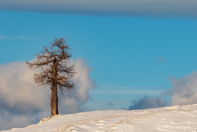 2019-01-04-Dobratsch-Tree-in-Snow-03.jpg