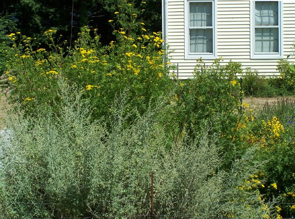 New Herb garden - Row 2, tansy flowers crop August 2019.jpg