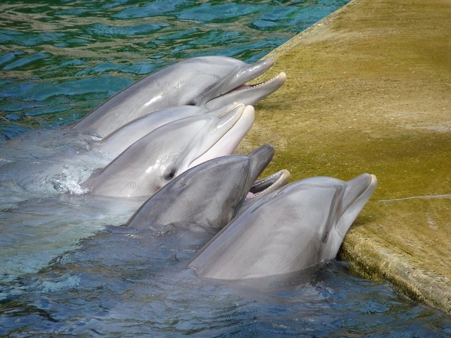 dolphins-854596_1280.jpg