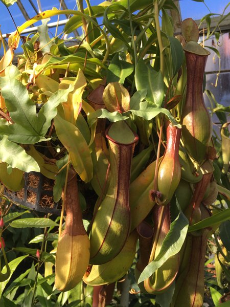 Smith Greenhouses - pond room pitcher plants1 crop January 2020.jpg