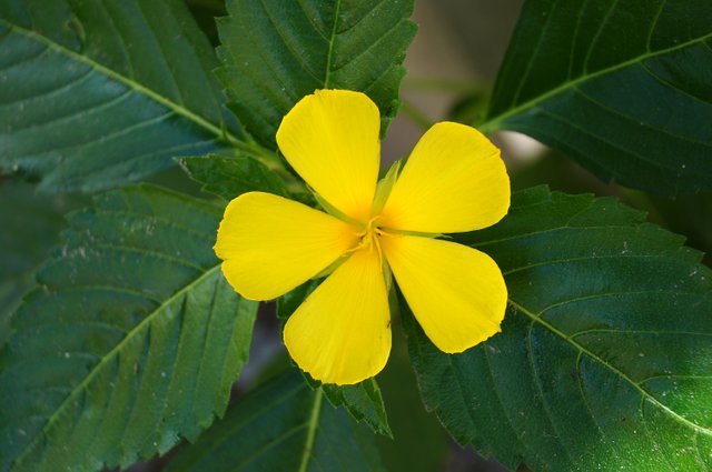 Turnera_ulmifolia_01.jpeg