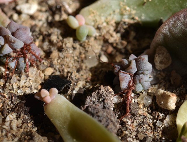 echeveria nursery 5.jpg