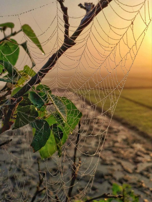 spider-webs-4716492_1280.jpg