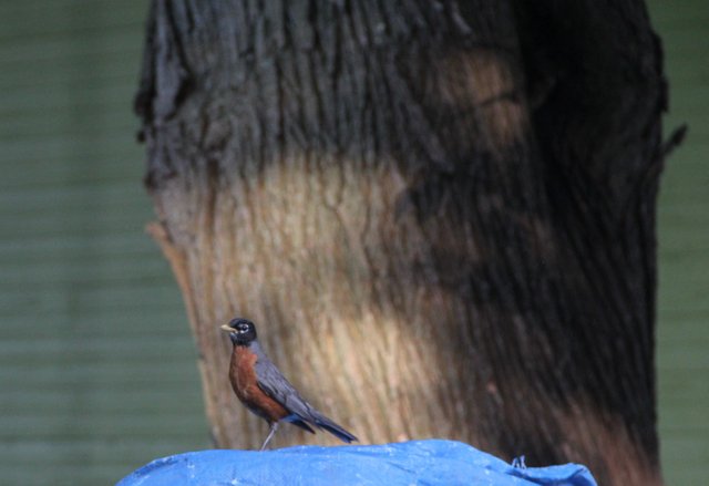 Turdus migratoris -Robin.JPG