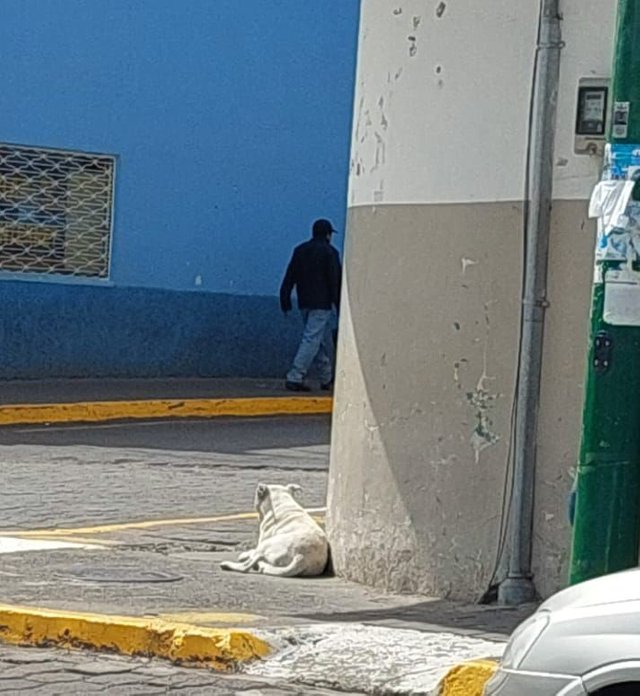 Foto perros 4.jpg