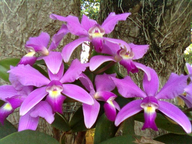 Orquidea3.jpg