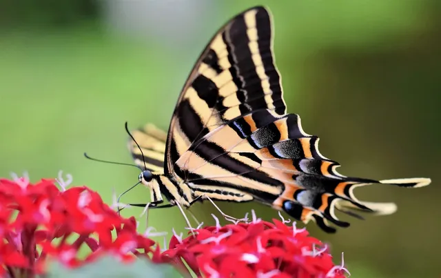 swallowtail-butterfly-7960262_1280.webp