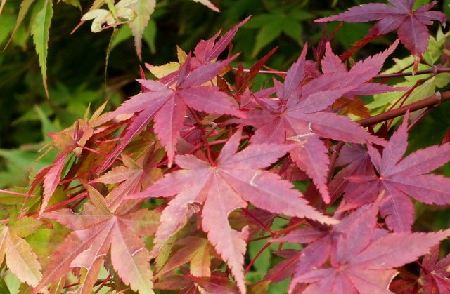 0120-MapleLeaves.jpg