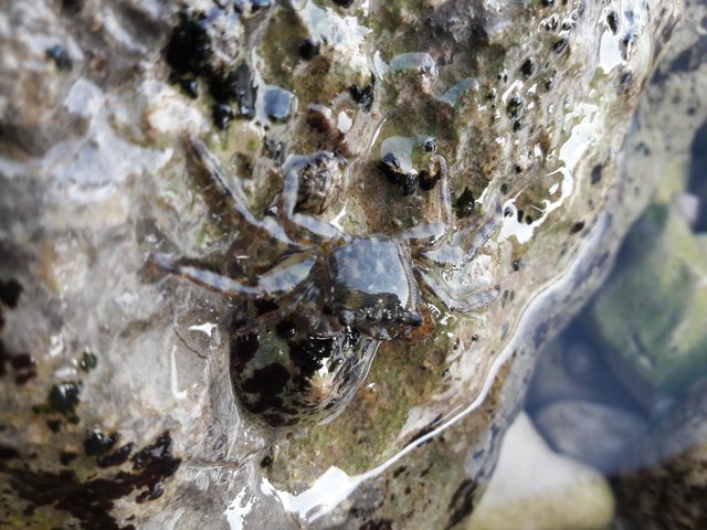 Fauna-Crabs-Sealife-Publicdomain (33).jpg