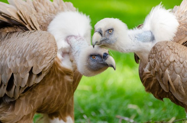 vultures-1851644_1280.jpg