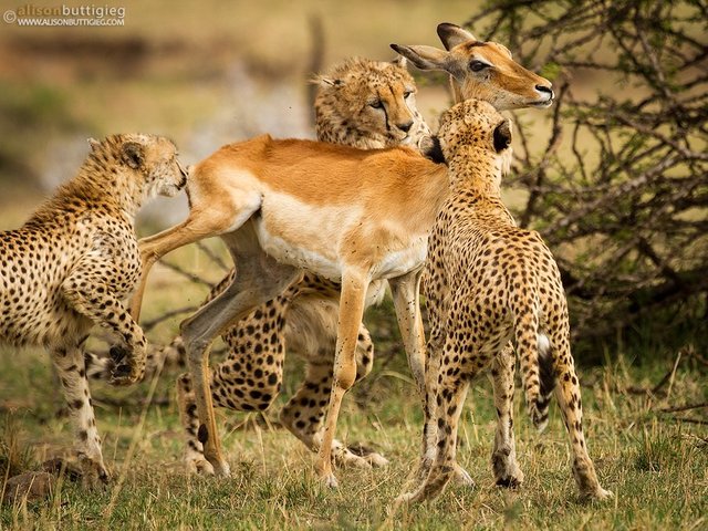 Mother-Deer-Sacrifices-Herself-to-Cheetahs-to-Save-Her-Child5.jpg