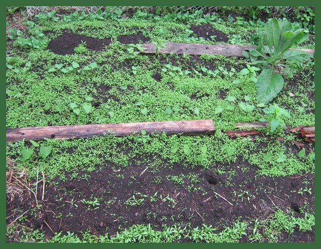 peas beans and rhubarb chard bed with mullein.JPG