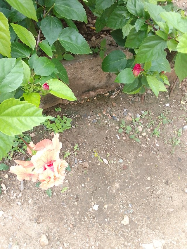 IMG_20250625_113715_062.jpg