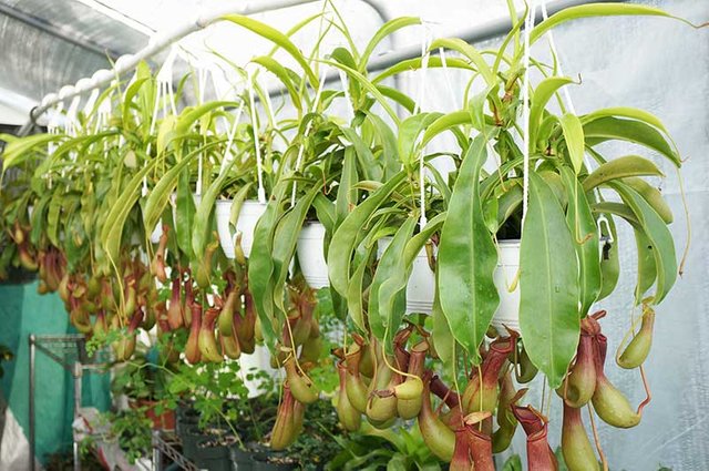 morningwood_growers_nepenthes_alata_grow_tent.jpg