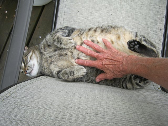 Contented JJ getting a belly rub.JPG