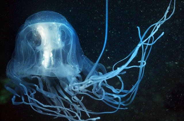 transparent-sea-creature-Box-Jellyfish-9.jpg