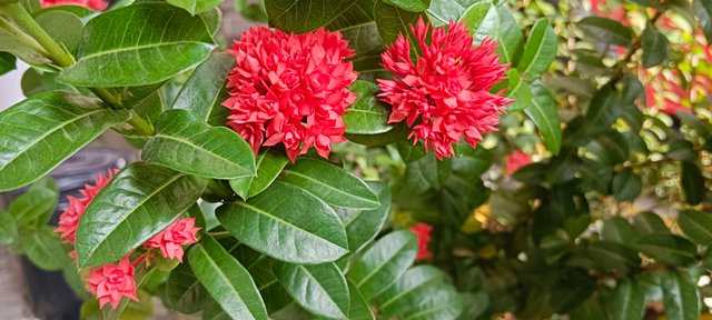 IMG_20250628_094439.jpg