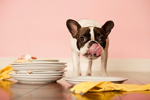 french-bulldog-licking-dirty-dishes-valderrama-photography courtesy Fine Art America.jpg