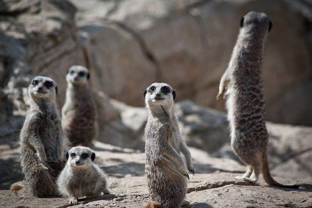 meerkats-6153748_640.jpg