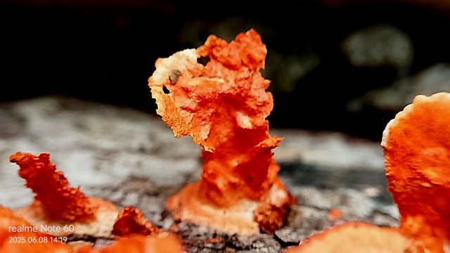 IMG_20250608_141941.jpg