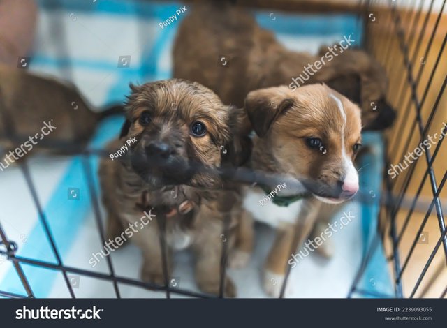 stock-photo-temporary-home-for-rescued-dogs-indoor-portrait-of-adorable-innocent-mix-breed-puppies-sitting-on-2239093055.jpg