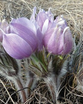 close up of crocus showing fuzzy leaves.jpg