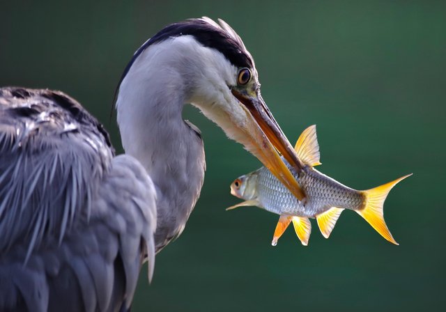 grey-heron-4353038_1280.jpg