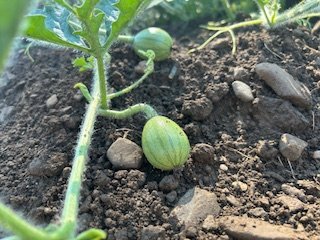 7.28watermelon.jpg