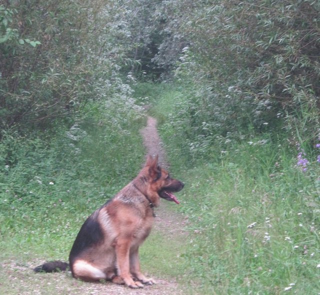 Bruno sitting on trail to house.JPG