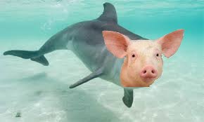 half dolphin pig.jpg