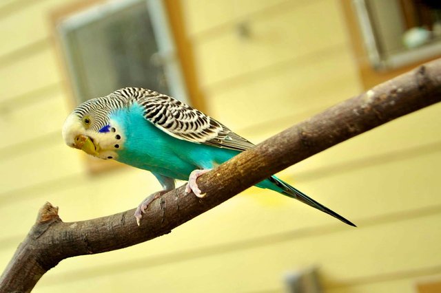 parakeet-244785_1280.jpg