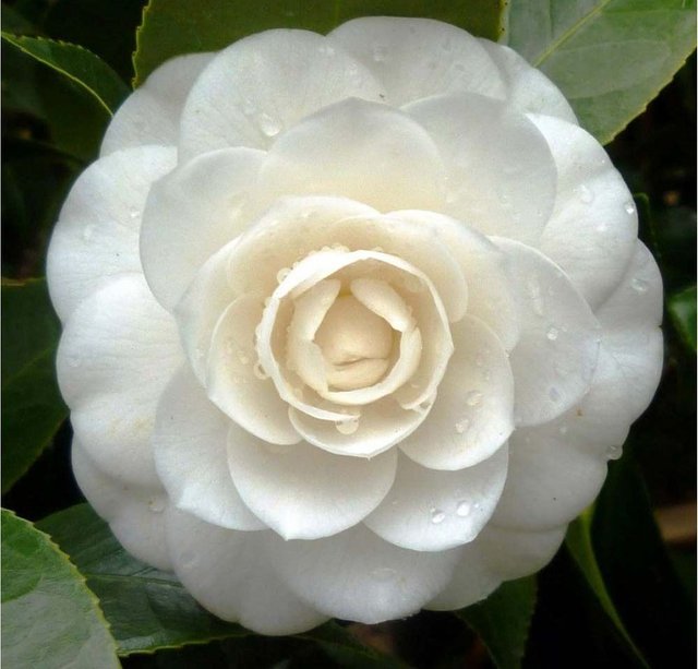 Camelia Japonica White 001.jpg