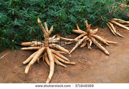 stock-photo-cassava-on-the-floor-.jpg