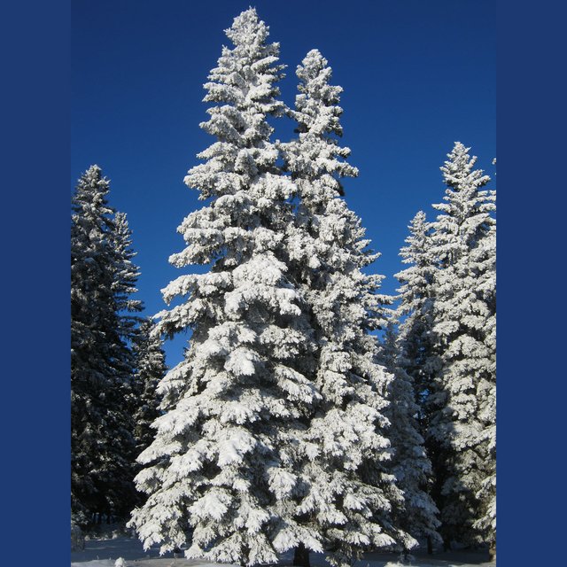 Beautiful large snowy spruce with deep blue sky.JPG