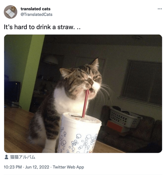 cats-translated-cats-s-hard-drink-straw-1023-pm-jun-12-2022-twitter-web-app-secues-sconoc.png