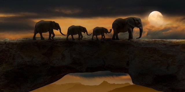 elephants-5661842_1920.jpg