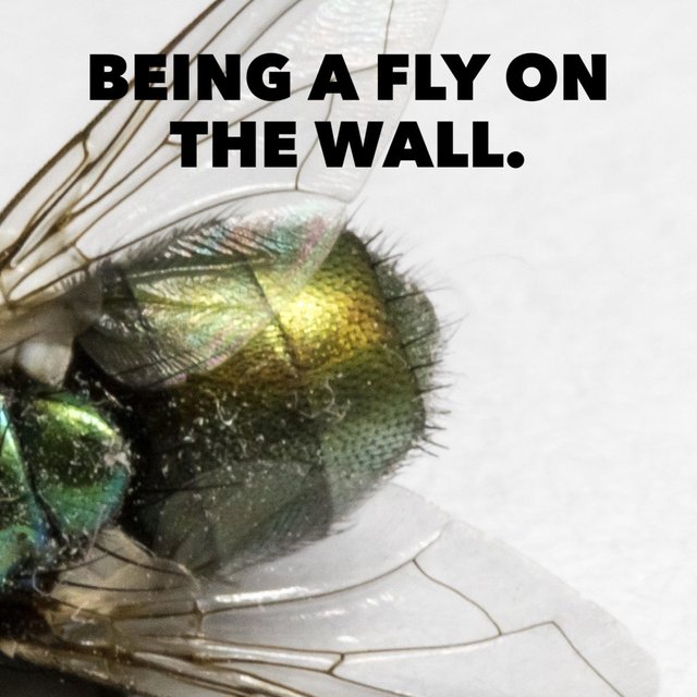 fly-on-the-wall-1024x1024.jpg