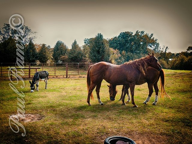 Country life Georgia Sept 2018.jpg