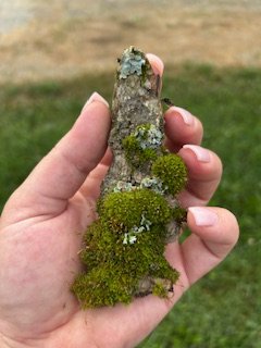 4.15 moss.jpg