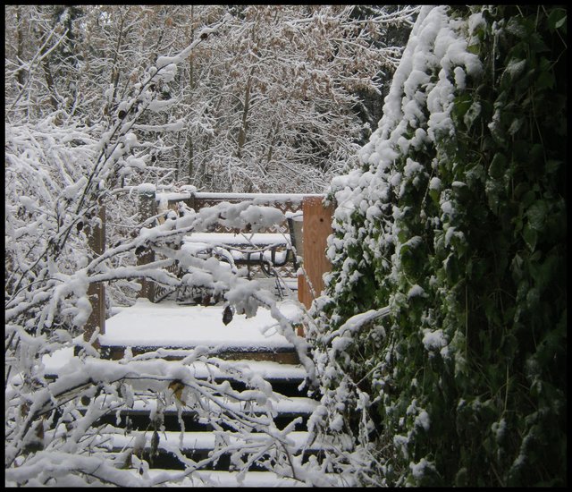 snow on vines on house looking towards snowy deck closer to deck.JPG