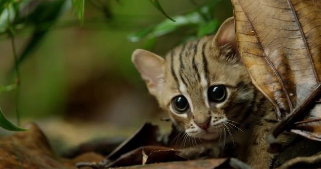 worlds-smallest-wild-cat-rusty-spotted-fb6-png__700.jpg