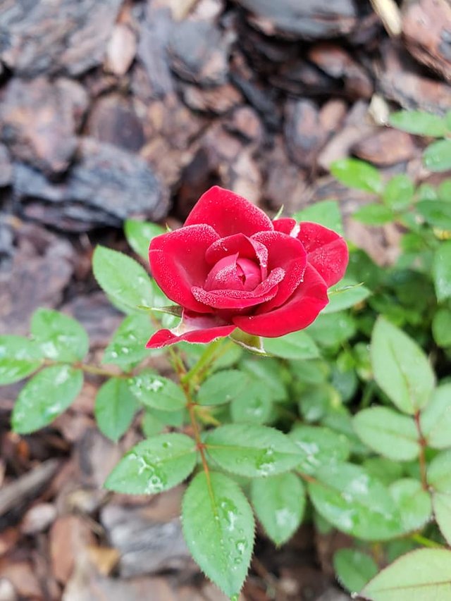 Red rose 22.jpg