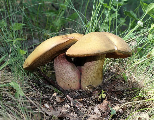 617px-Boletus_luridus mushroom.jpg