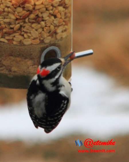 Hairy Woodpecker HairyWP_0004.JPG