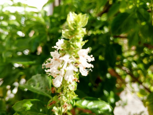 IMG_20250414_084255_522.jpg