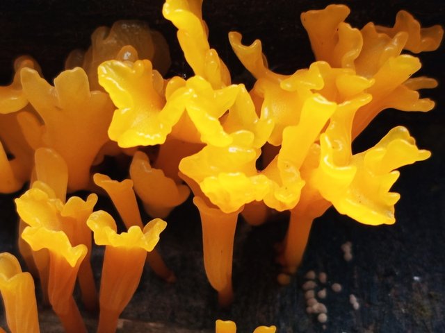 mashroom (2).jpg